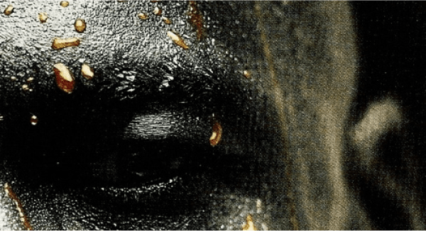 Fueling Market Growth with Athlete-Driven Product Solutions